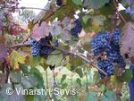 Vinařství Soviš, vinice